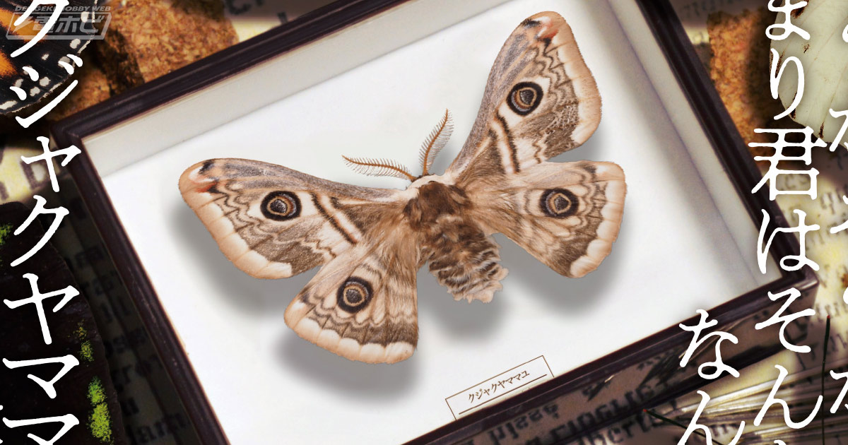 蝶の標本箱のマグネット「ドイツ箱マグネットコレクション2」が登場 